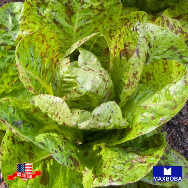 1000+ Lettuce Seeds Romaine Freckles Heirloom Vegetable Non-Gmo Garden - £6.25 GBP