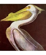 White Pelican Bird Lithograph 1950 Audubon Antique Art Print DWP6D - $570.01 MXN