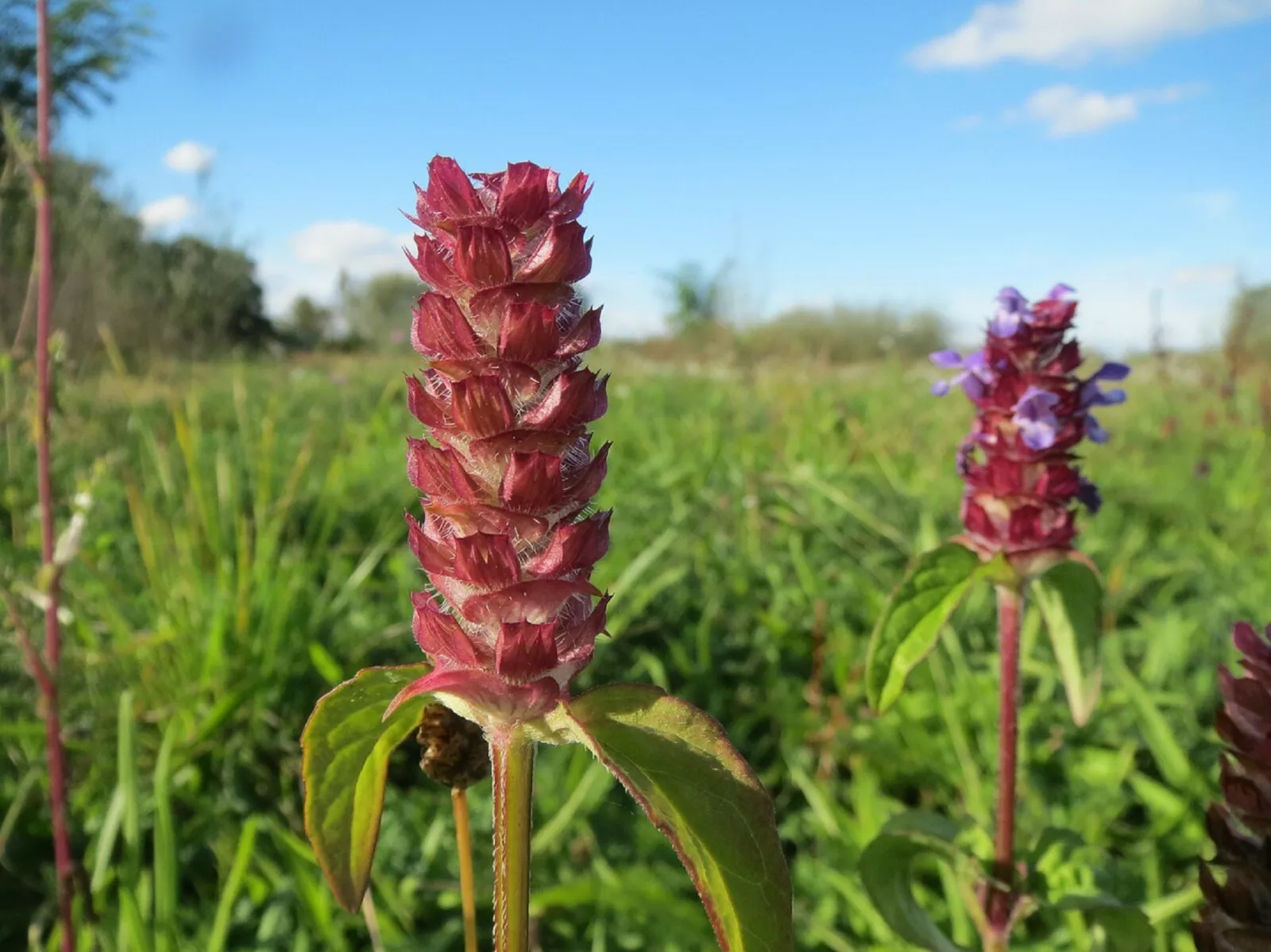 Fresh 200 HEAL ALL Medicinal Herb Seeds BULK Self-Heal, All-Heal - £9.28 GBP