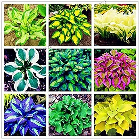 200 SEEDS Hosta Plantain Beautiful Lily Flower White Lace (Color: Mix) - $9.89