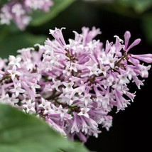 JGBOS Sell 25 Little Lady Lilac Seeds Tree Fragrant Flowers Perennial Seeds Flow - $9.00