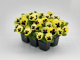 US Seller Pansy Inspire Plus Lemon 50 Pansy Seeds New Viola Seeds Fast Shipping - £19.92 GBP