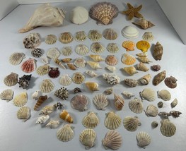 Mixed Lot Assorted Seashells Shells Decorating Collectible Beach Nautical Crafts - £35.03 GBP