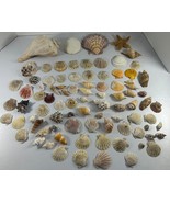Mixed Lot Assorted Seashells Shells Decorating Collectible Beach Nautica... - £35.04 GBP