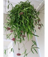 Live Plant Hoya Wayetii, Outdoor/Indoor Plant, Houseplant - $35.95