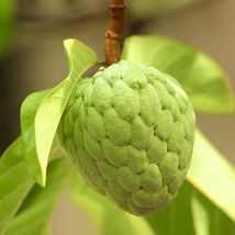 1Pcs Sugar apple Live Plant 10”-20” Annona squamosa Live Tropical Fruit ... - $63.98