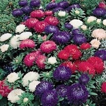 THJAR 30 Aster Milady Mix Flower Seeds / Annual - $6.74