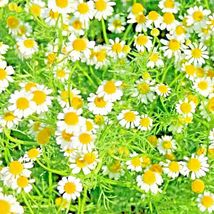 200 Roman Chamomile Seeds Groundcover Edible Herb Free Shipping - $10.77