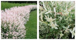 Small Starter Plant WHITE Willow Japanese Dappled Salix &#39;Hakuro Nishiki&#39; Tree  - £41.45 GBP