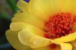 Yellow Portulaca Grandiflora Seeds Homegrown Moss Rose Sun Plant Flowers - £6.98 GBP