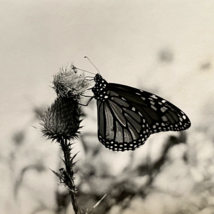 c1970 Original Butterfly Steven Willhite Glen Ellen IL Black White Photograph - £15.77 GBP