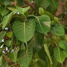 Bo Tree Seeds Ficus Religiosa 100 Seeds Usa Fast Shipping - £13.41 GBP