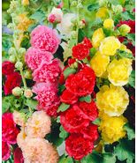 US SELLER 75 SEEDS DOUBLE HOLLYHOCK BEAUTIFUL FLOWER MIX SEEDS OPEN POLL... - £10.19 GBP