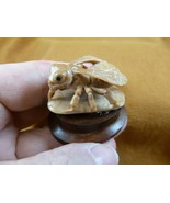 (tb-ins-1-3) tan House Fly Tagua NUT figurine Bali detailed insect carvi... - $59.42 CAD