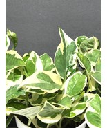 N&#39;Joy Pothos cuttings, Pothos N’Joy, Devil’s Ivy, Epipremnum Aureum, 2 c... - $110.23 MXN