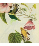 Blue Winged Warbler Bird 1946 Color Plate Print John James Audubon Natur... - $552.13 MXN