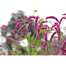 Polygonum Orientale Seeds Kiss Me Over The Gate Princess Feather Annual - €5,19 EUR