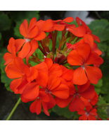 Red Univalve Geranium Perennial Flower - 6 Seeds - $9.75 CAD