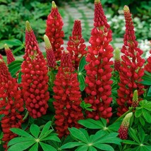 New Fresh Seeds Lupine Seeds Lupinus Polyphyllus My Castle Flower Seed 5... - £10.08 GBP