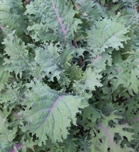 Red Russian Kale Seeds 500+ Healthy Vegetable Greens Survival From US - £6.65 GBP