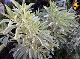 100 Seeds - California White Sage - Ceremonial Aromatic - Sacred Salvia Apiana - £9.95 GBP