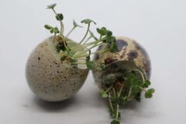 The cutest Microgreen growing kit from Undique with real quail eggs - £7.82 GBP