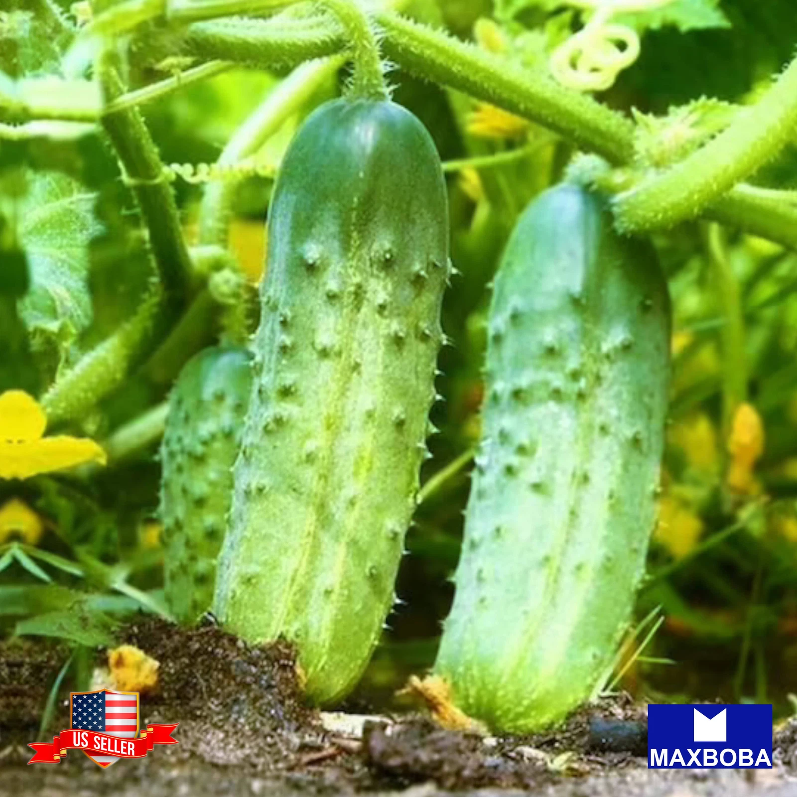 60+ Cucumber Seeds Parisian Pickle Non-GMO Heirloom Vegetable  BOGO 50% OFF - $15.07