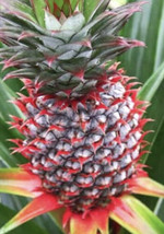 Florida Pineapple Plant 1 Live Starter Plant New Fresh  - £21.69 GBP