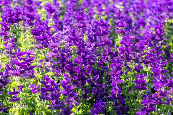 Top Seller 50 Blue Monday Clary Sage Salvia Viridis Horminum Herb Flower... - £11.48 GBP