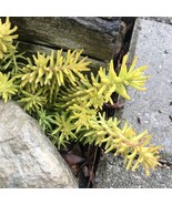 Fresh cuttings  of Angelina (Sedum Rupestre) gold perennial-evergreen fo... - $9.69 CAD+