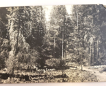Pansy Canon Forest CLOUDCROFT nm NEW MEXICO (1913 Antique Real Photo POS... - £18.07 GBP