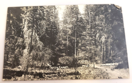 Pansy Canon Forest CLOUDCROFT nm NEW MEXICO (1913 Antique Real Photo POS... - £18.04 GBP