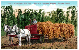 No. 1951 California Hop Field Road to Thousand Wonders CA Mitchell Postcard - £9.89 GBP