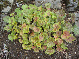 50 Heuchera Americana Coral Bells Dales Strain American Alumroot Flower Seeds US - $18.00