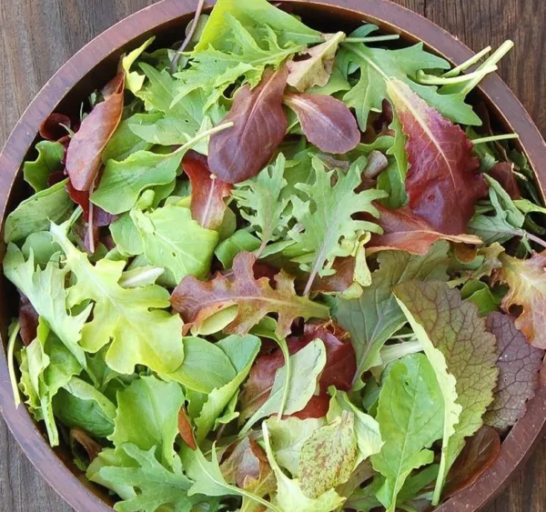 Fresh 1Oz Gourmet Mesclun Mix Seeds Organic Lettuce Greens Blend Container Easy  - £13.43 GBP