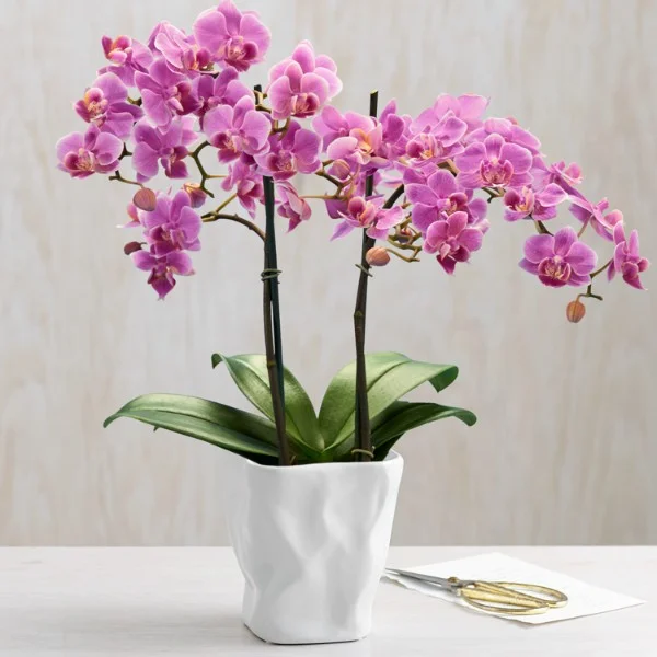 Hydroponic Orchid Indoor Flower Phalaenopsis Orchids, 100 SEEDS D - £9.84 GBP