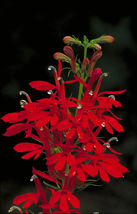 12 red cardinal flower bare root plants, Lobelia cardinalis - £5.99 GBP