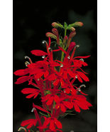 12 red cardinal flower bare root plants, Lobelia cardinalis - £5.99 GBP