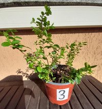 10 piante piantine ligustro gigante sempreverde ligustrum in vaso numera... - $8.32