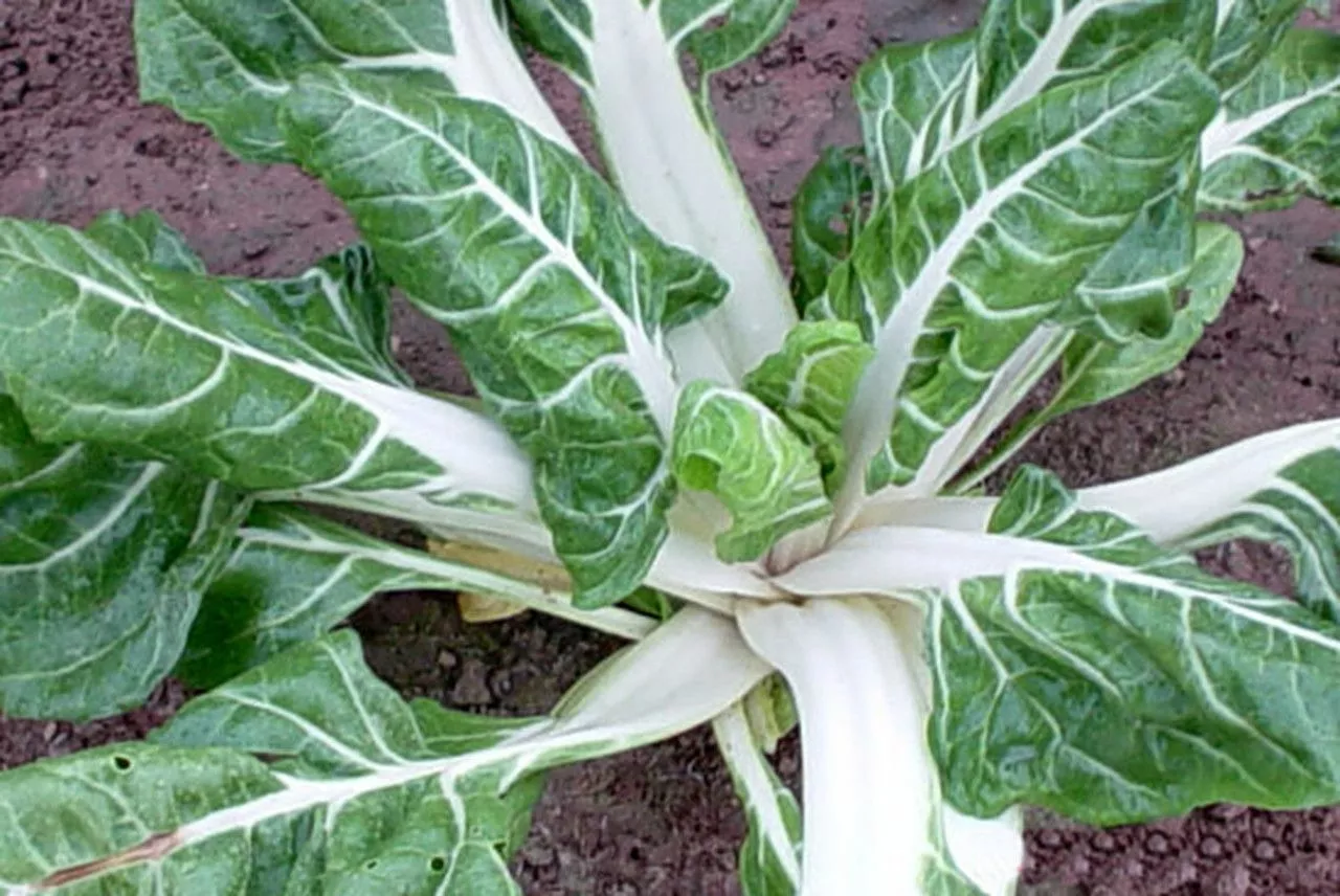 BStore 100 Seeds Swiss Chard Large White Ribbed Ct Heirloom Non-Gmo - $9.45