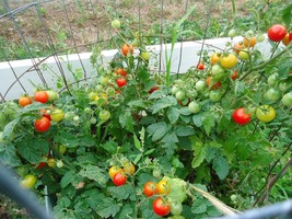 Heirloom Tomato Plants 2 2&quot; To 4&quot; Live Plants! Free Shipping! - £95.56 GBP