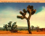Joshua Trees Weird Sentinels of Desert California CA  Linen Postcard  - $3.91