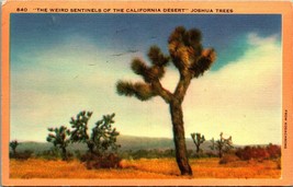 Joshua Trees Weird Sentinels of Desert California CA  Linen Postcard  - £3.12 GBP