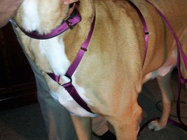 Carter Pet Supply XX Adjustable Dog Harness Mastiff, St. Bernard Metal Hardware - £14.16 GBP+