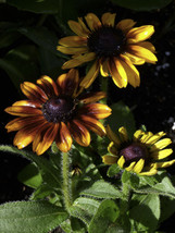 PWO Rudbeckia Hirta - Toto Rustic seed - $3.45