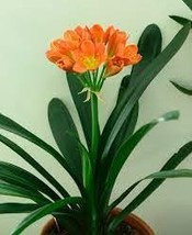 50 Seeds Clivia Bonsai, Indoor Seed Home Garden vase Four Seasons Flowers - $15.48