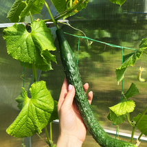 Turkey Giant Cucumber - 50 Seeds - £5.05 GBP