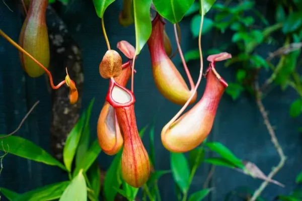 10 Lowland Nepenthes Seeds For Planting Pitcher Plant Usa Seller - $25.96