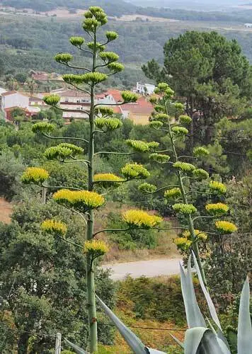 Agave Americana American Century Plant Maguey 10 Seeds Fresh Garden - £20.75 GBP