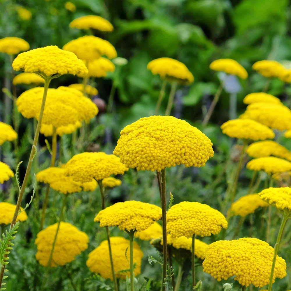 1000 Gold Yarrow Seeds (Achillea Filipendulina) Flowers NON-GMO Pollinators - $55.48 MXN